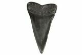 Fossil Broad-Toothed Mako Tooth - South Carolina #295766-1